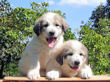 Ginger and Baron's pups boran July 1st, 2008.