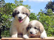 Ginger and Baron's pups boran July 1st, 2008.