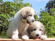 Ginger and Baron's pups boran July 1st, 2008.