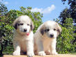 Ginger and Baron's pups boran July 1st, 2008.