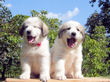 Ginger and Baron's pups boran July 1st, 2008.