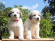 Ginger and Baron's pups boran July 1st, 2008.