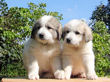 Ginger and Baron's pups boran July 1st, 2008.