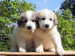 Ginger and Baron's pups boran July 1st, 2008.