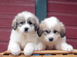 Josie & Asher's pups born Dec 22, 2008.