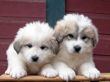 Josie & Asher's pups born Dec 22, 2008.