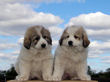 Ginger and Baron's pups born May 23rd, 2009.