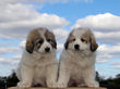 Ginger and Baron's pups born March 23rd, 2009.