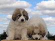 Ginger and Baron's pups born March 23rd, 2009.