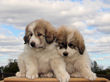 Ginger and Baron's pups born March 23rd, 2009.