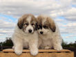 Ginger and Baron's pups born March 23rd, 2009.