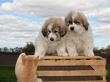 Ginger and Baron's pups born March 23rd, 2009.