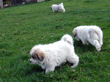 Ginger and Baron's pups born March 23rd, 2009.