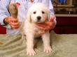 Jessie & Asher's pups born July 2nd, 2009.