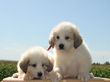 Jessie & Asher's pups born July 2nd, 2009.