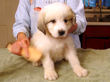 Jessie & Asher's pups born July 2nd, 2009.