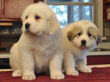 Pyr pups from Jessie and Asher born February 1, 2010.