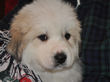 Pyr pups from Jessie and Asher born February 1, 2010.