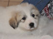 Pyr pups from Jessie and Asher born February 1, 2010.