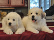 Pyr pups from Jessie and Asher born February 1, 2010.