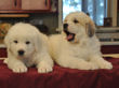 Pyr pups from Jessie and Asher born February 1, 2010.