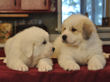 Pyr pups from Jessie and Asher born February 1, 2010.