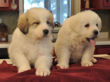 Pyr pups from Jessie and Asher born February 1, 2010.