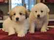 Pyr pups from Jessie and Asher born February 1, 2010.