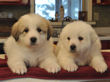 Pyr pups from Jessie and Asher born February 1, 2010.