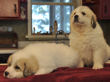 Pyr pups from Jessie and Asher born February 1, 2010.