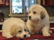Pyr pups from Jessie and Asher born February 1, 2010.