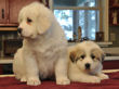 Pyr pups from Jessie and Asher born February 1, 2010.