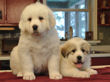 Pyr pups from Jessie and Asher born February 1, 2010.