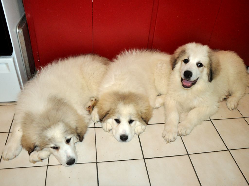 9 week old great pyrenees