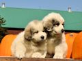 Great Pyr pups from Mocca and Boza - August 2014