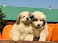 Great Pyr pups from Mocca and Boza - August 2014