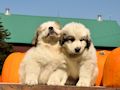 Great Pyr pups from Mocca and Boza - August 2014