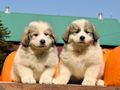 Great Pyr pups from Mocca and Boza - August 2014