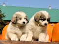 Great Pyr pups from Mocca and Boza - August 2014