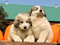 Great Pyr pups from Mocca and Boza - August 2014