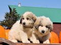 Great Pyr pups from Mocca and Boza - August 2014