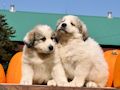 Great Pyr pups from Mocca and Boza - August 2014