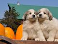 Great Pyr pups from Mocca and Boza - August 2014