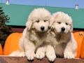 Great Pyr pups from Mocca and Boza - August 2014