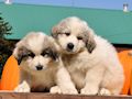 Great Pyr pups from Mocca and Boza - August 2014