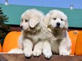 Great Pyr pups from Mocca and Boza - August 2014