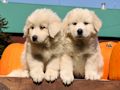 Great Pyr pups from Mocca and Boza - August 2014