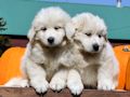 Great Pyr pups from Mocca and Boza - August 2014