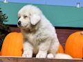 Great Pyr pups from Mocca and Boza - August 2014