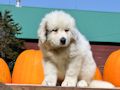 Great Pyr pups from Mocca and Boza - August 2014